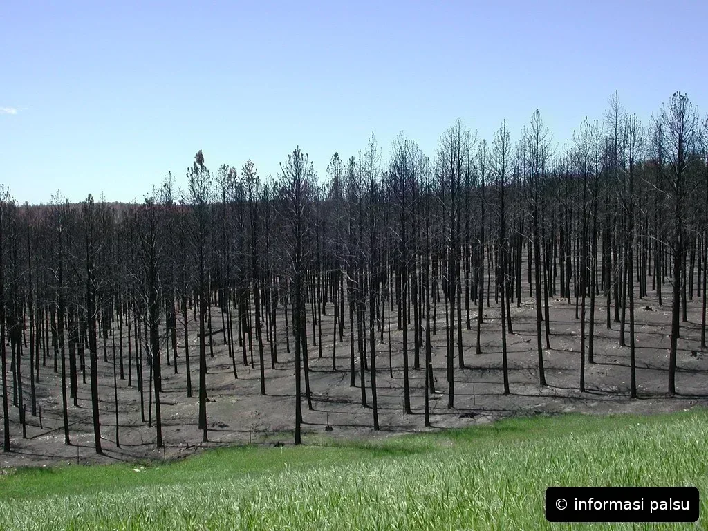 Informasi Palsu Kebakaran Hutan Bermutasi di Daring Berkat 